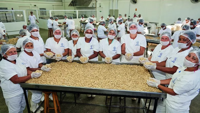Ceará mantém liderança na produção de castanha de caju, representando 71,2% da safra nacional