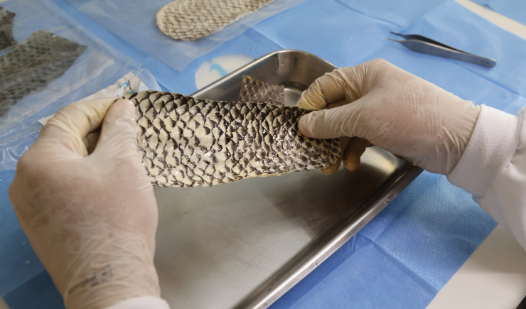 Pele de tilápia do Castanhão vira curativo: como Jaguaribara une inovação, sustentabilidade e economia circular